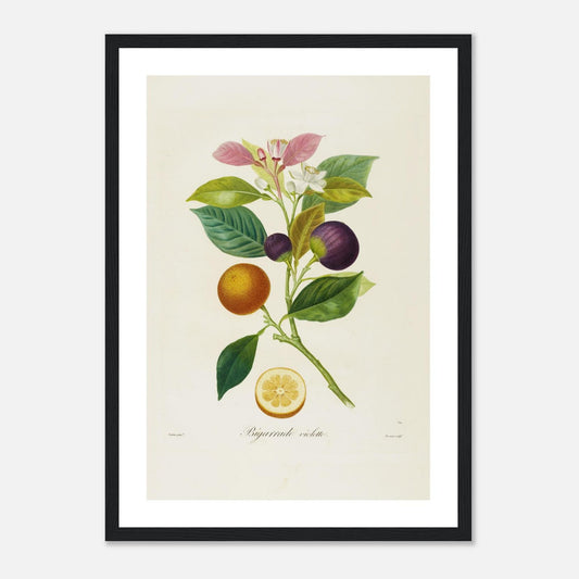 Affiche botanique Orange Bigarrade Violette A3 cadre bois noir