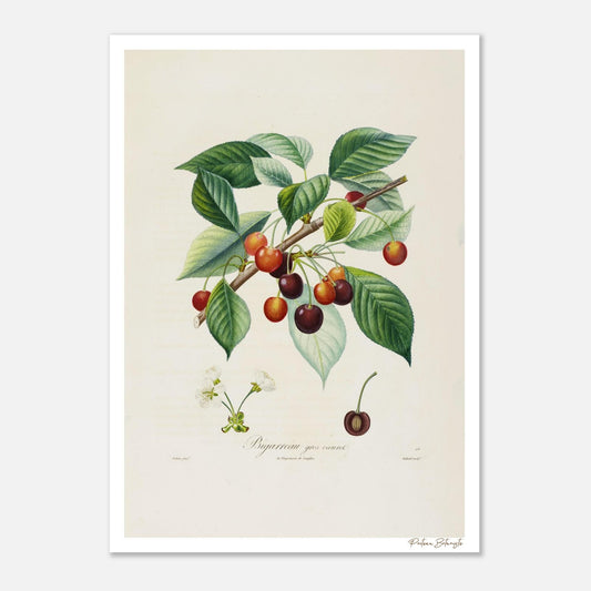 Affiche décoration Cerise Bigarreau gros coeuret 50x70cm