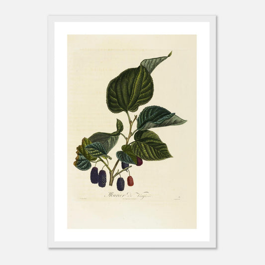 Murier de Virginie - Affiche A3 - cadre bois blanc