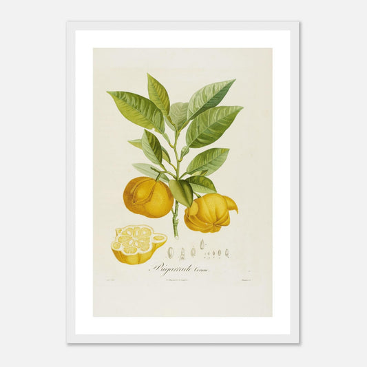 Orange Bigarrade Cornue Affiche A3 cadre bois blanc