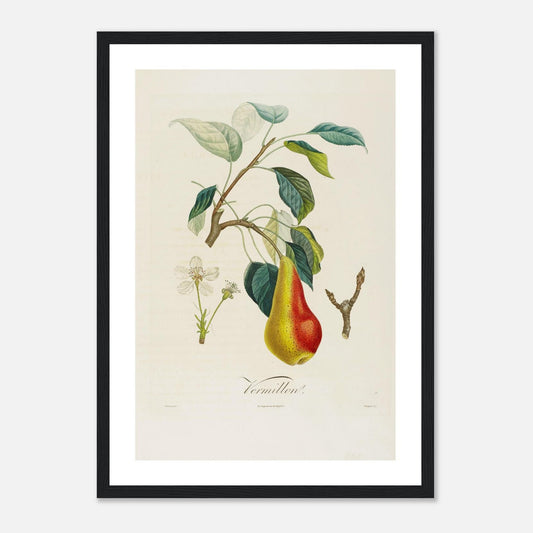 Poire Vermillon Affiche A3 cadre bois noir