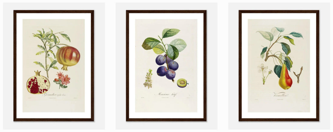 Affiches et Posters Vintage Botanique | Poiteau et Turpin