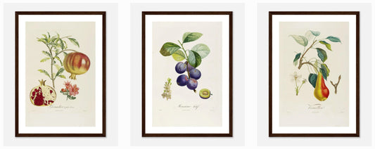 Affiches et Posters Vintage Botanique | Poiteau et Turpin