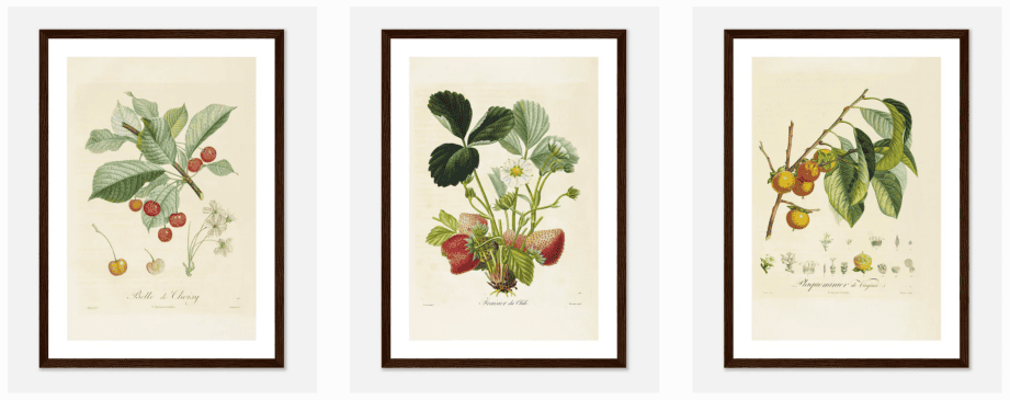 planches botanique ancienne