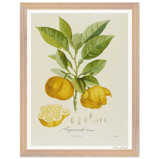 Affiche Botanique Orange Bigarrade Cornue - 30x40cm, cadre bois premium