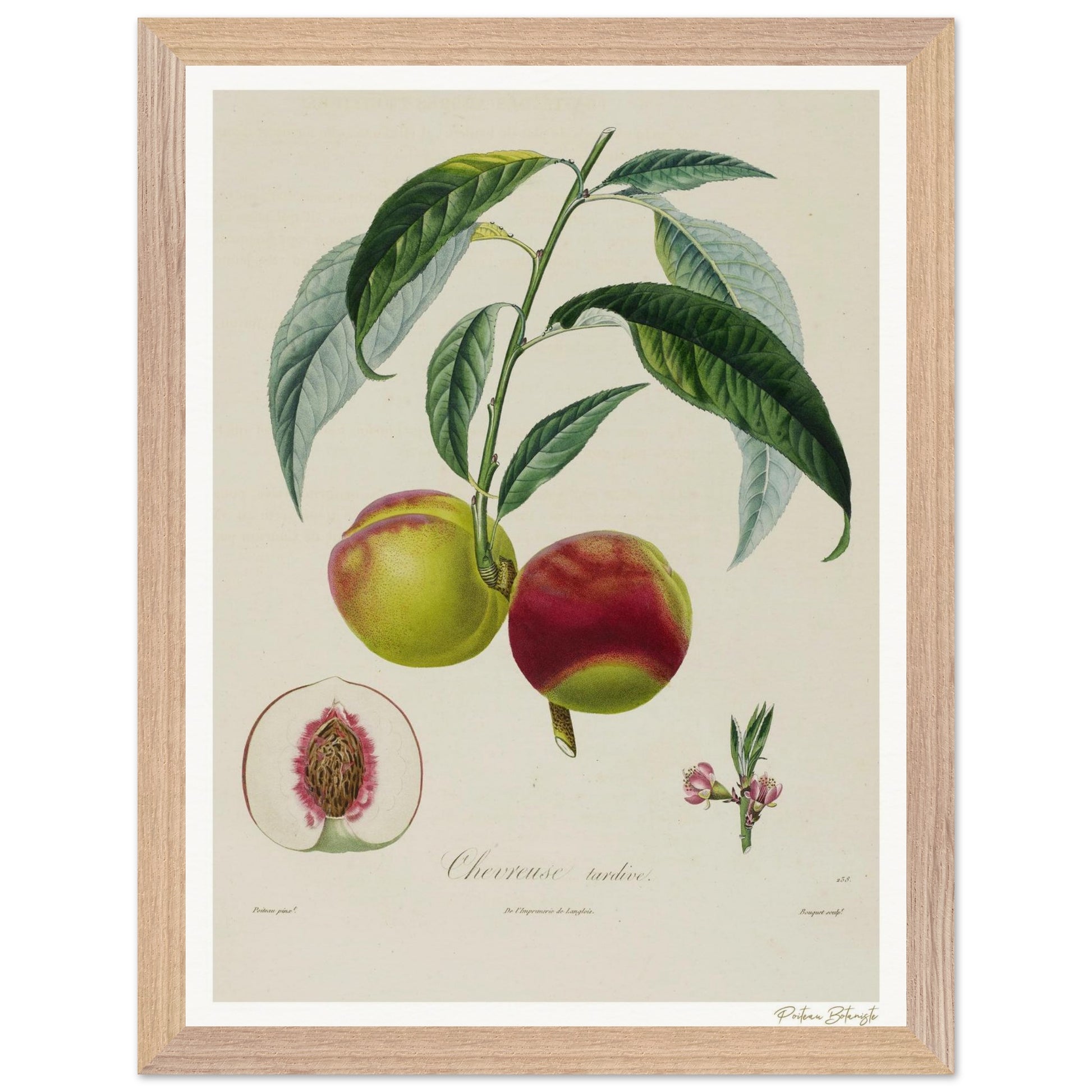Affiche Botanique Pêche Chevreuse Tardive - 30x40cm, cadre bois premium