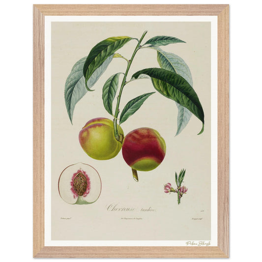 Affiche Botanique Pêche Chevreuse Tardive - 30x40cm, cadre bois premium