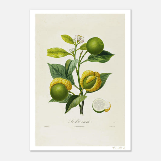Planche botanique de l'Orange La Bizarrerie, oranger aux fruits multiples. Impression Fine Art 50×70 cm, papier FSC 200 g/m². Extrait Poiteau 1807.