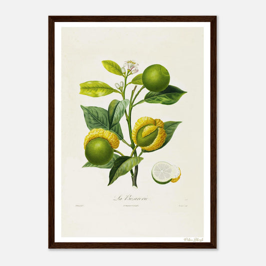 Affiche Botanique Orange La Bizarrerie - format A3, cadre bois