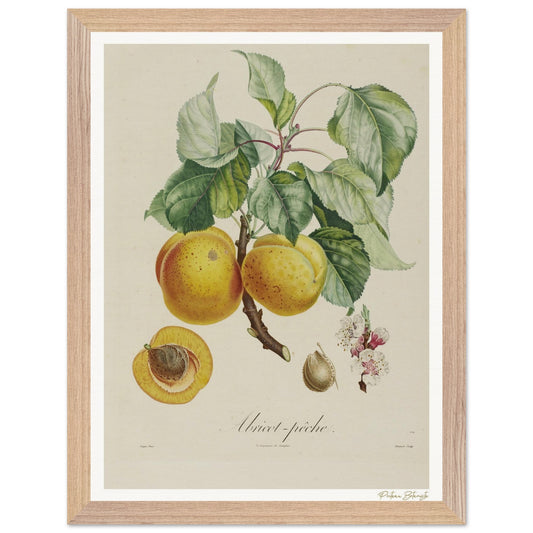 Affiche Botanique Abricot-Pêche - 30x40cm, cadre bois premium