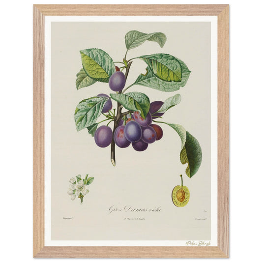 Affiche Botanique Prune Gros Damas violet - 30x40cm, cadre bois premium