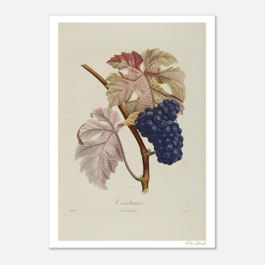 Planche botanique du Raisin Teinturier, cépage historique aux baies rouges. Affiche Fine Art 50×70 cm, impression giclée 12 couleurs.