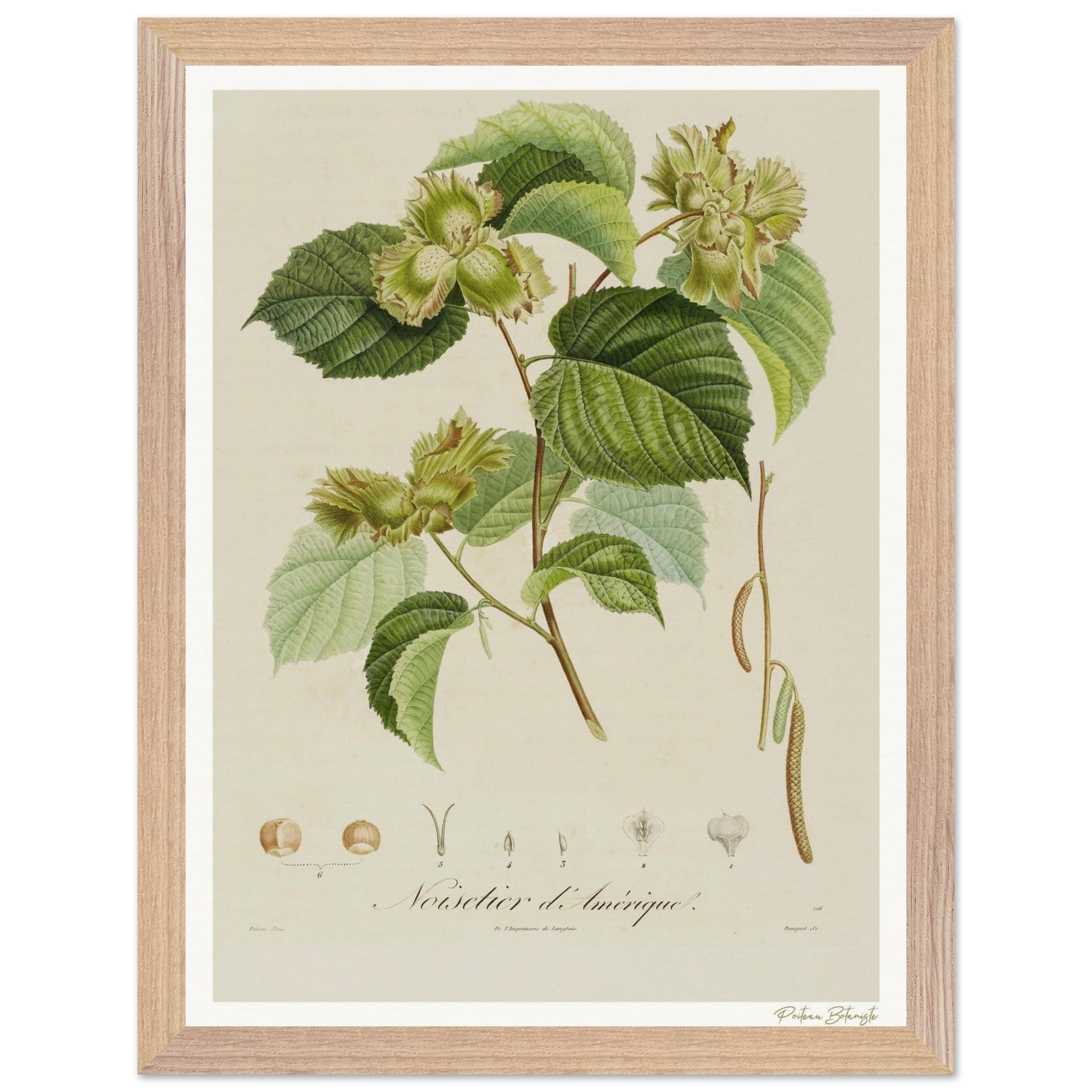 Affiche Botanique Noisetier d'Amérique - 30x40cm, cadre bois premium