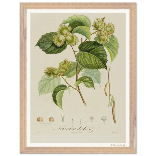 Affiche Botanique Noisetier d'Amérique - 30x40cm, cadre bois premium