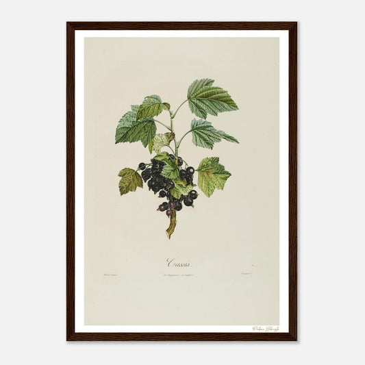 Affiche Botanique Groseiller Cassis - format A3, cadre bois
