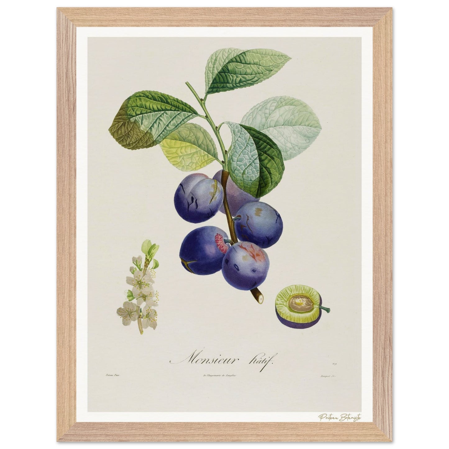 Affiche Botanique Prune Monsieur Hâtif - 30x40cm, cadre bois premium