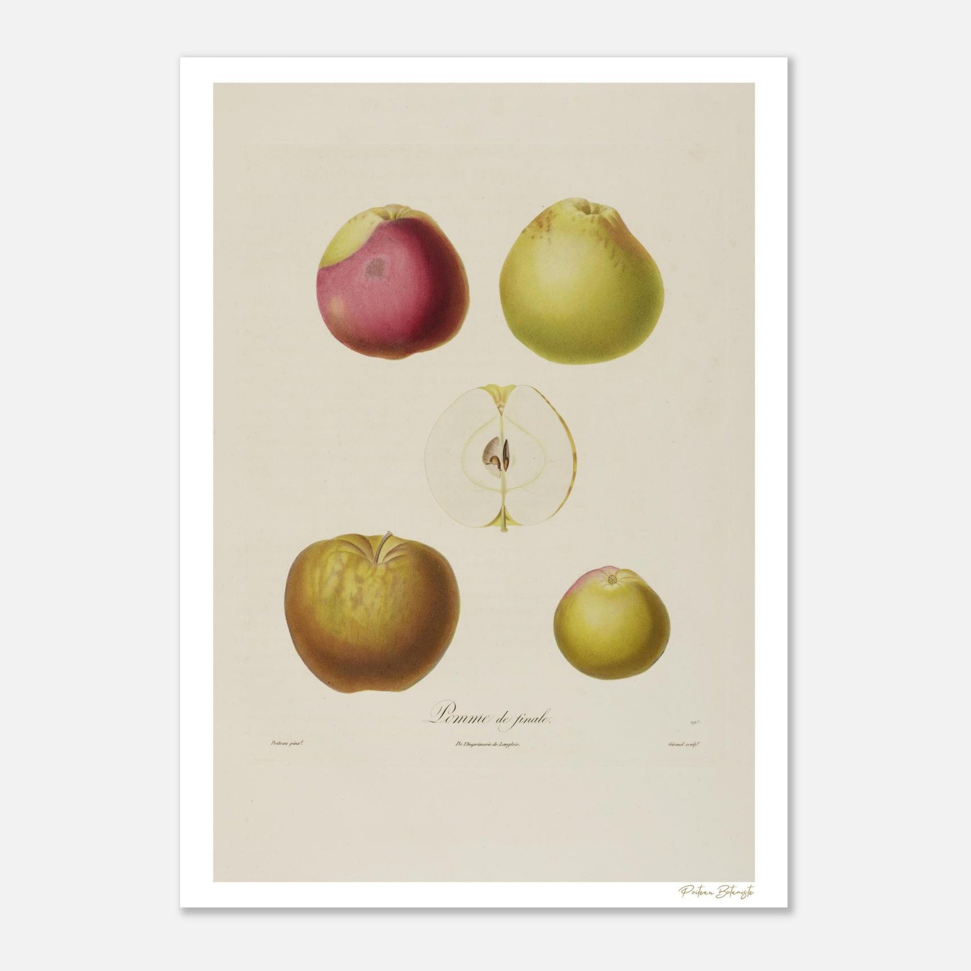 Planche botanique Pomme de Finale (Malus Caroli), variété italienne rare. Impression Fine Art 50×70 cm, qualité musée, d'après Poiteau.