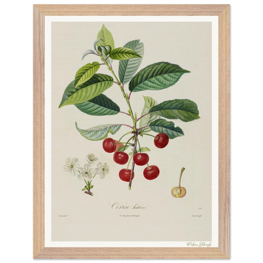 Affiche Botanique Cerise Hâtive - 30x40cm, cadre bois premium