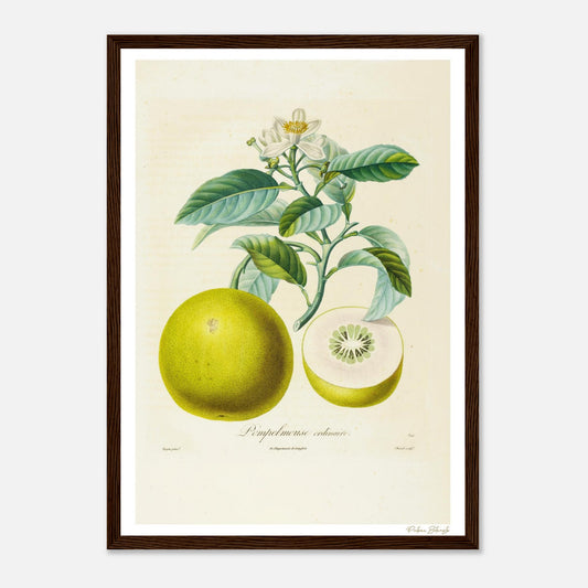 Affiche Botanique Pompelmouse Ordinaire - format A3, cadre bois