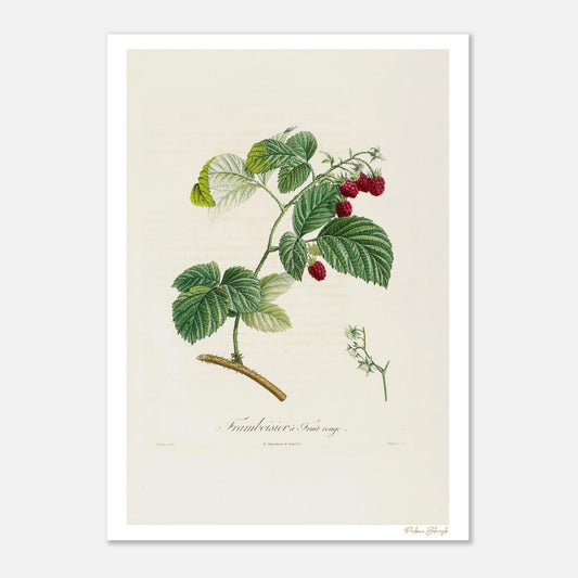 Planche botanique du Framboisier à fruit rouge (Rubus Idaeus). Impression Fine Art 50×70 cm. Patrimoine botanique du XIXe siècle.