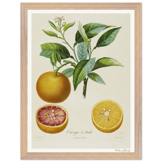 Affiche Botanique Orange de Malte - 30x40cm, cadre bois premium