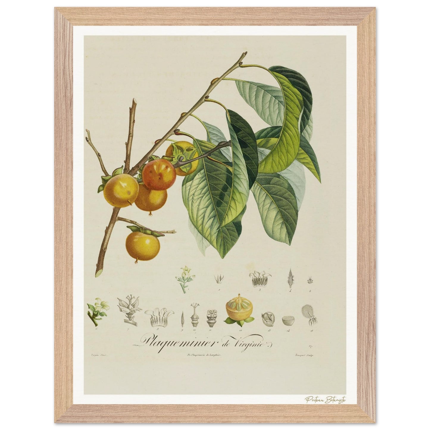 Affiche Botanique Kaki - 30x40cm, cadre bois premium