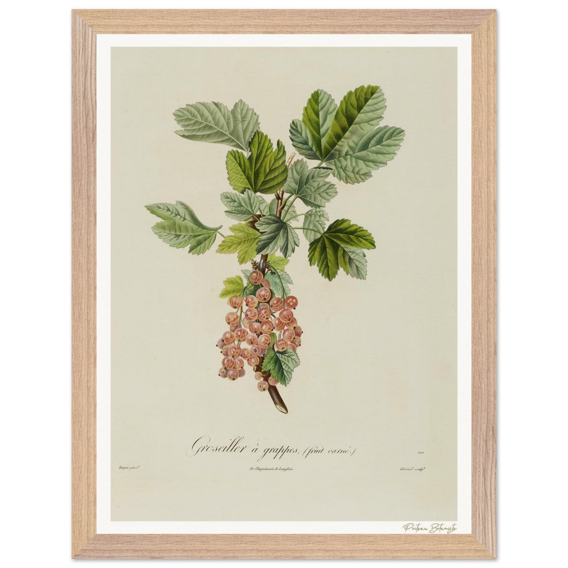 Affiche Botanique Groseiller à grappes - fruit carné - 30x40cm, cadre bois premium