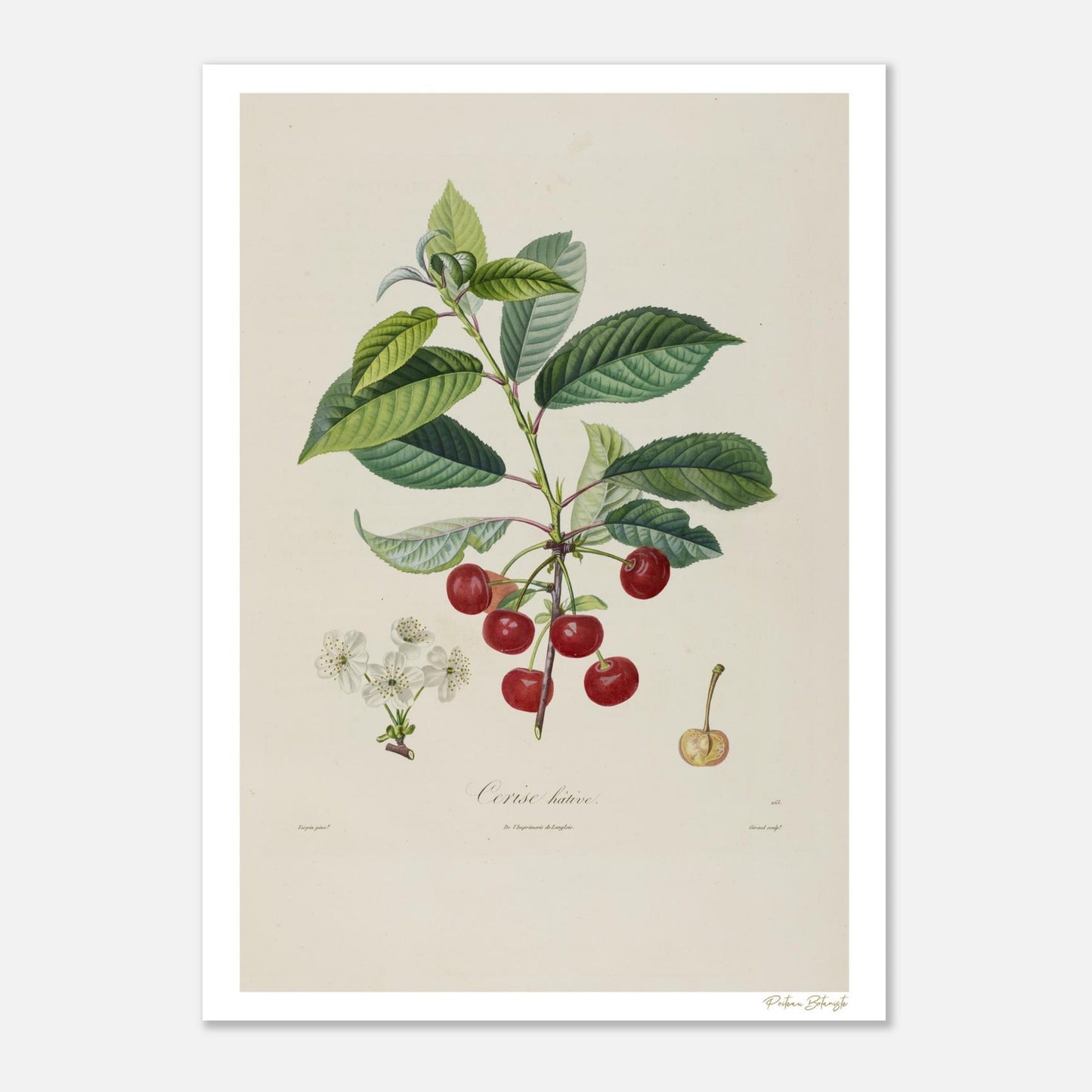 Planche botanique du Cerisier Hâtif, Cerasus propera. Affiche Fine Art 50×70 cm, impression giclée 12 couleurs. Fruit précoce de la région parisienne.