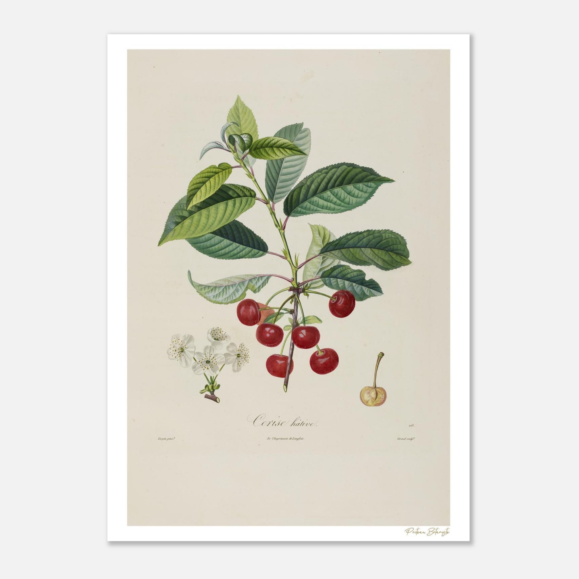 Planche botanique du Cerisier Hâtif, Cerasus propera. Affiche Fine Art 50×70 cm, impression giclée 12 couleurs. Fruit précoce de la région parisienne.