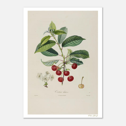 Planche botanique du Cerisier Hâtif, Cerasus propera. Affiche Fine Art 50×70 cm, impression giclée 12 couleurs. Fruit précoce de la région parisienne.