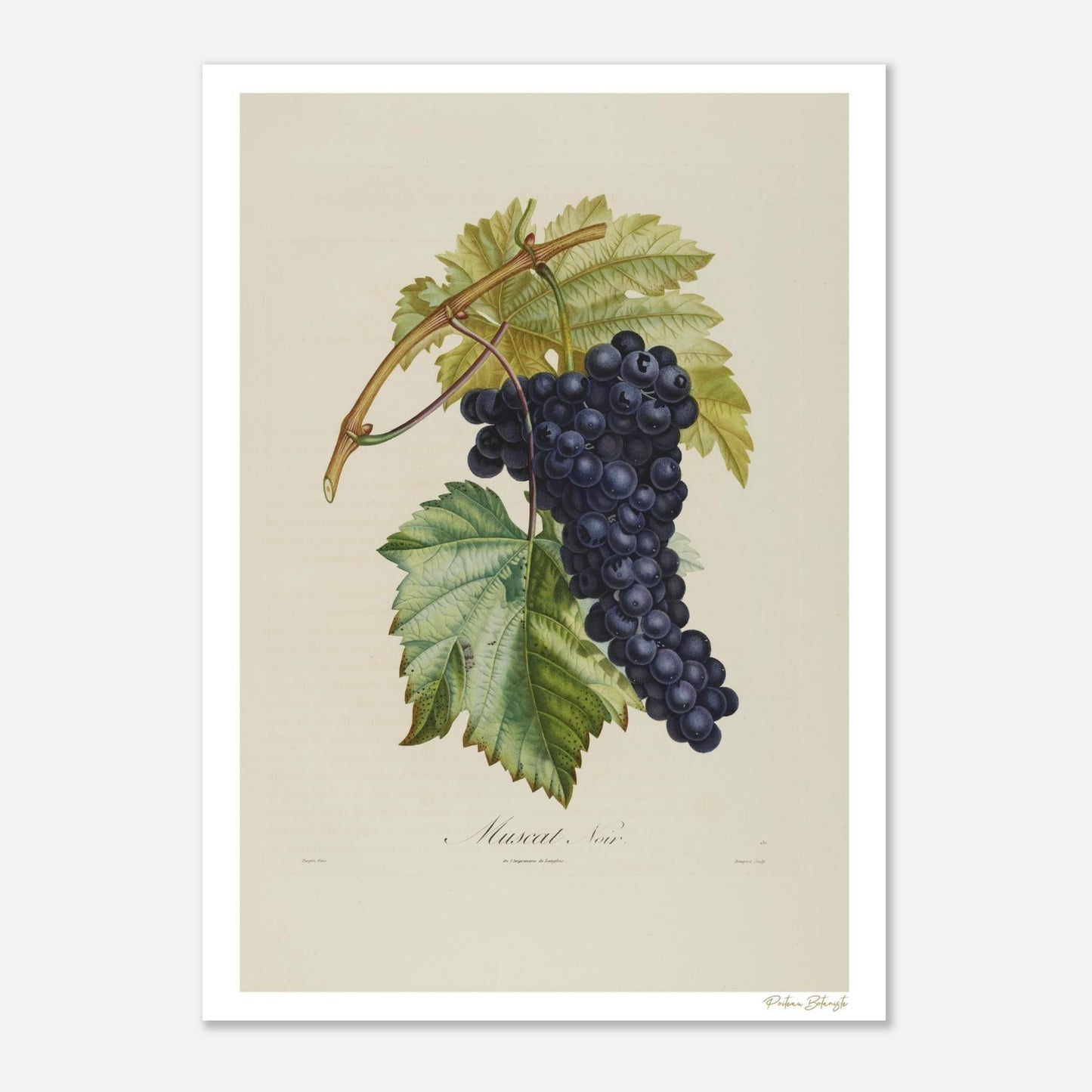 Planche botanique originale du Muscat Noir. Impression Fine Art 50×70 cm. Illustration naturaliste du XIXe siècle pour décoration raffinée.