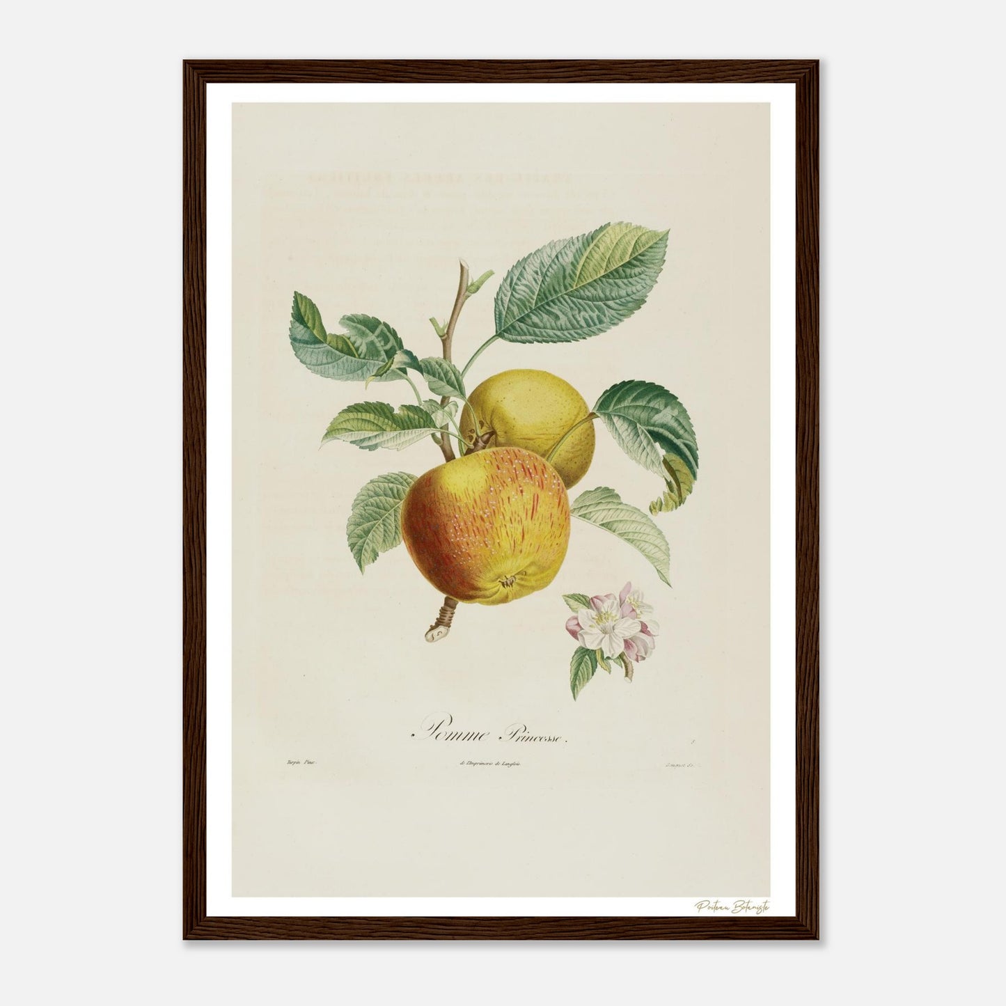 Affiche Botanique Pomme Princesse - format A3, cadre bois