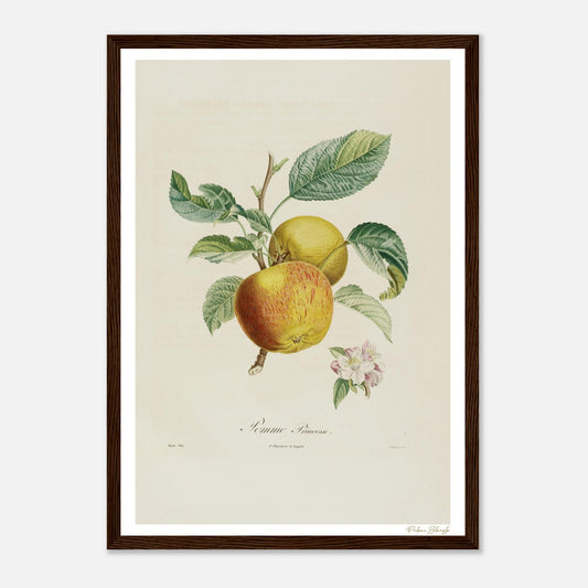 Affiche Botanique Pomme Princesse - format A3, cadre bois