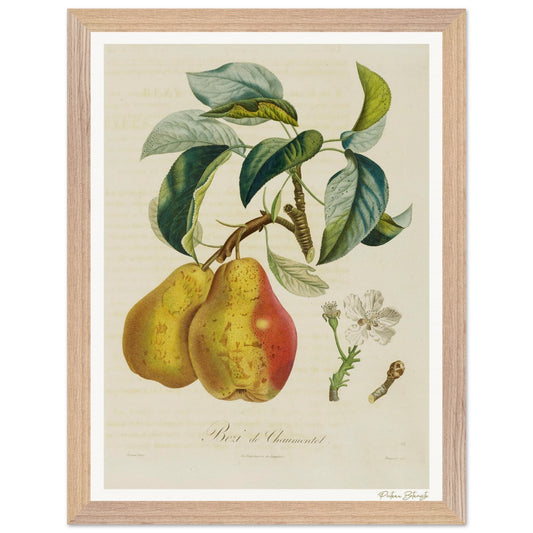 Affiche Botanique Poire Bezi de Chaumontel - 30x40cm, cadre bois premium