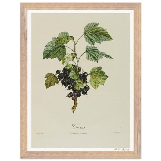 Affiche Botanique Cassis - 30x40cm, cadre bois premium