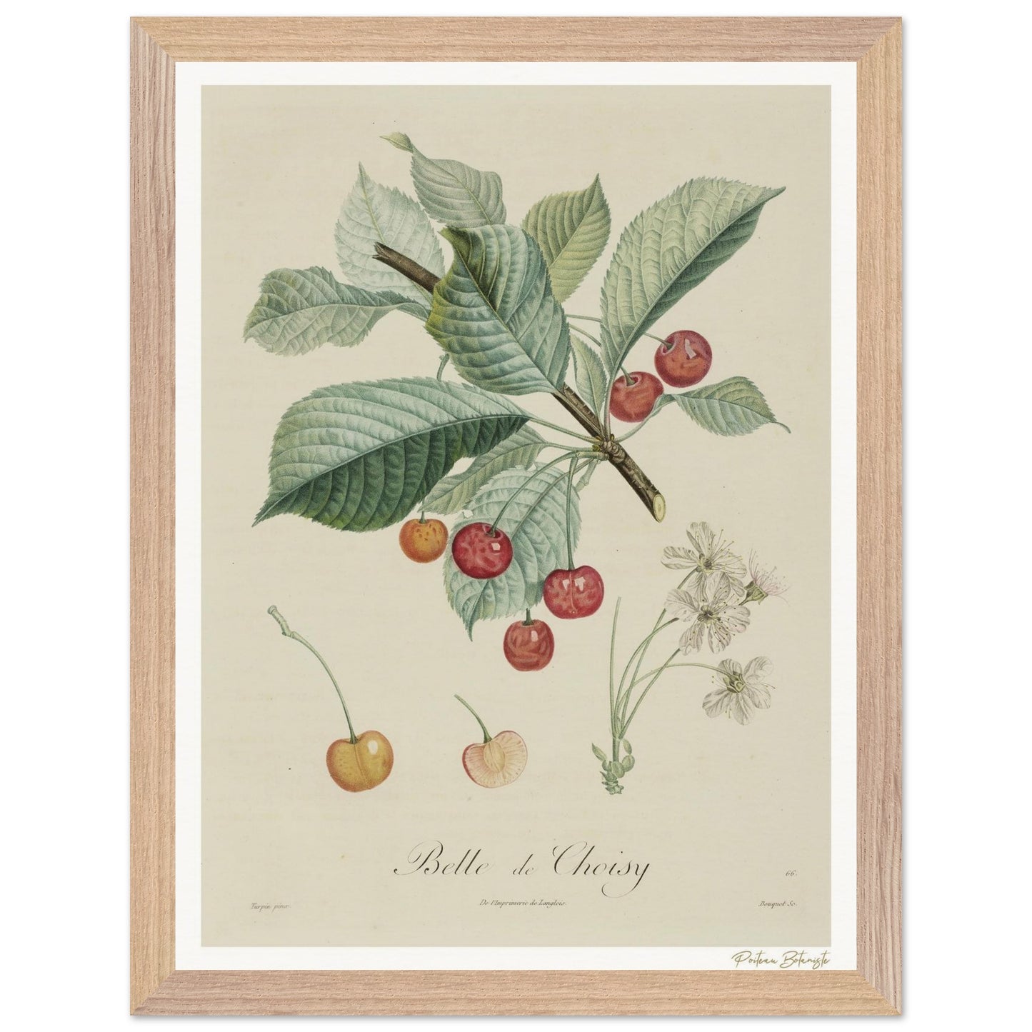 Affiche Botanique Cerise Belle de Choisy - 30x40cm, cadre bois premium