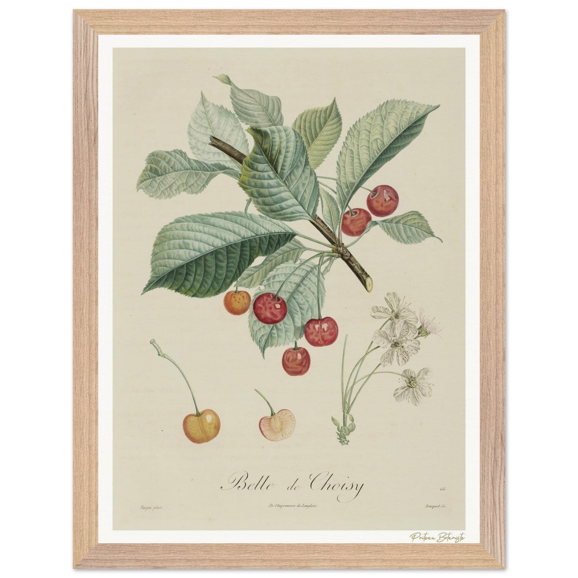Affiche Botanique Cerise Belle de Choisy - 30x40cm, cadre bois premium