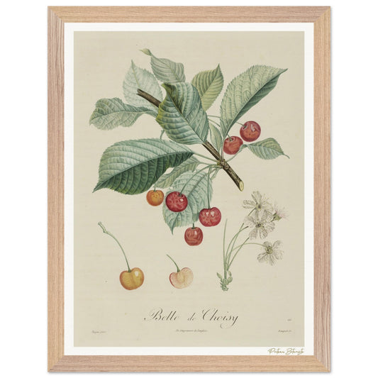 Affiche Botanique Cerise Belle de Choisy - 30x40cm, cadre bois premium