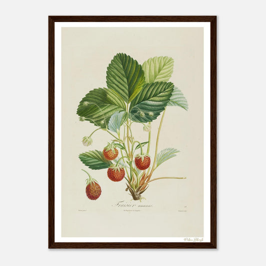 Affiche Botanique Fraisier Ananas - format A3, cadre bois