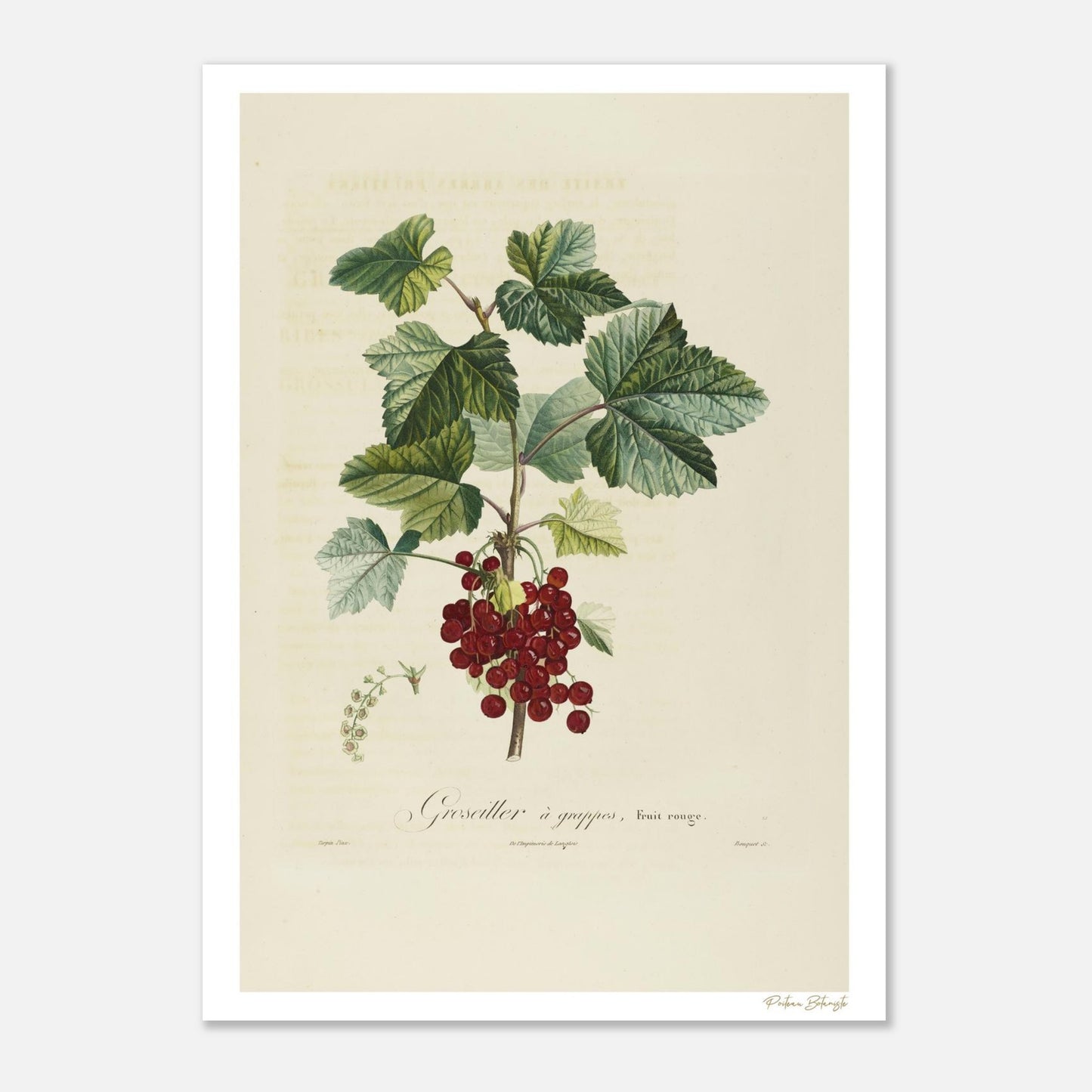 Planche botanique Fine Art 50×70 cm du groseillier rouge. Illustration naturaliste du XIXe siècle, impression giclée 12 couleurs. Art botanique haut de gamme.
