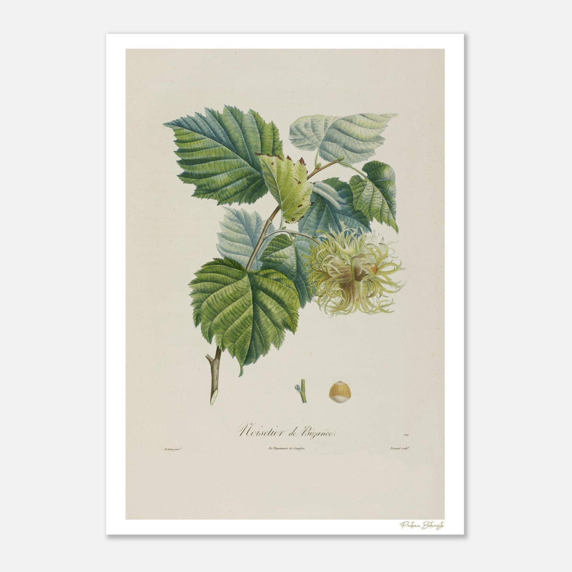 Planche botanique du Noisetier de Byzance (Corylus byzantina). Impression Fine Art 50×70 cm, art botanique XIXe siècle. Poiteau & Turpin.