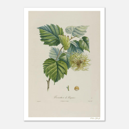 Planche botanique du Noisetier de Byzance (Corylus byzantina). Impression Fine Art 50×70 cm, art botanique XIXe siècle. Poiteau & Turpin.