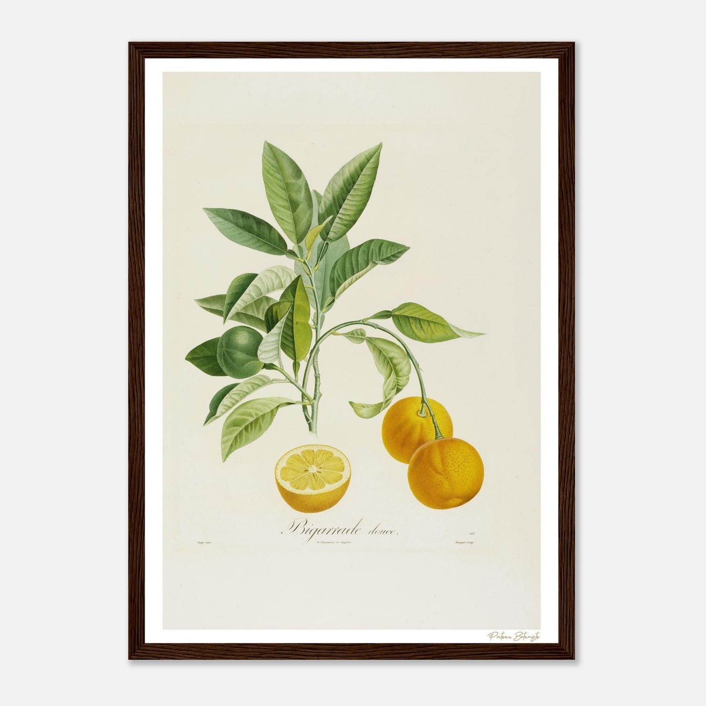 Affiche Botanique Orange Bigarrade Douce - format A3, cadre bois