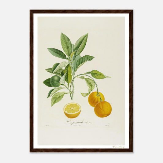 Affiche Botanique Orange Bigarrade Douce - format A3, cadre bois