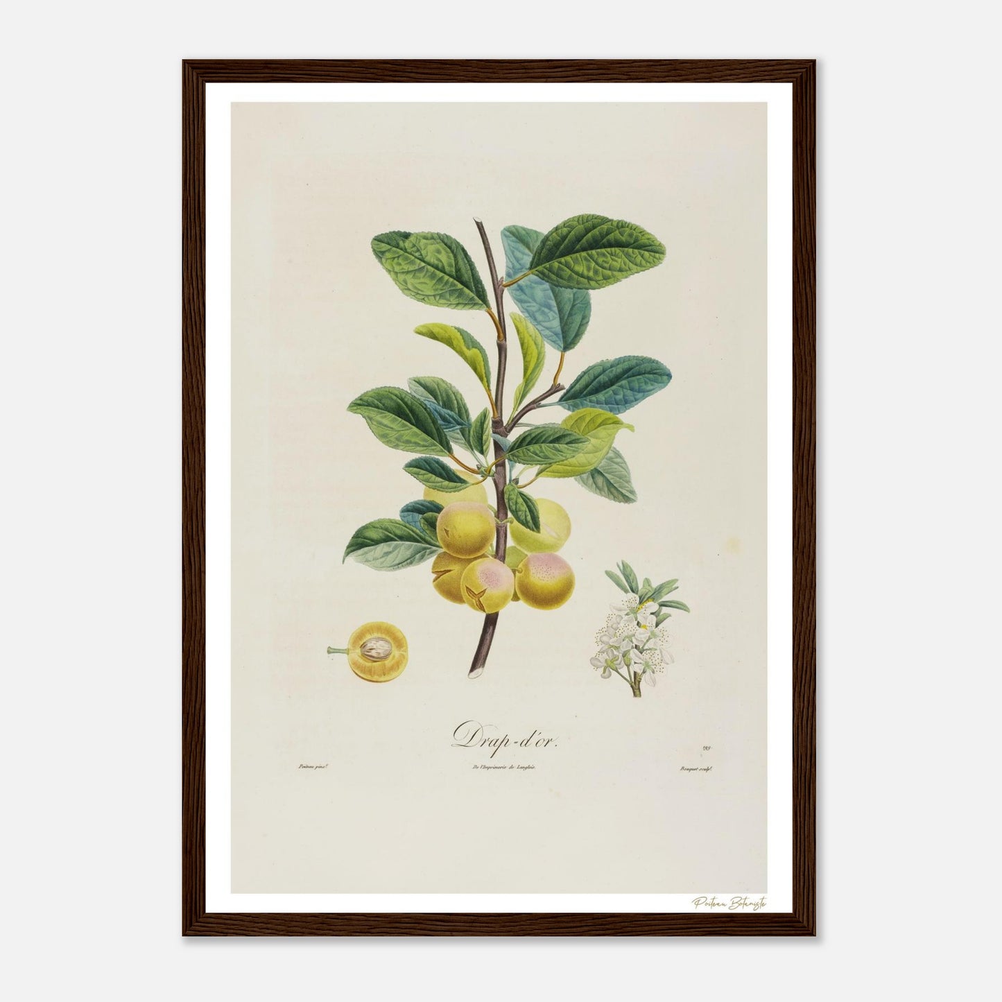 Affiche Botanique Prune Drap d'or - format A3, cadre bois
