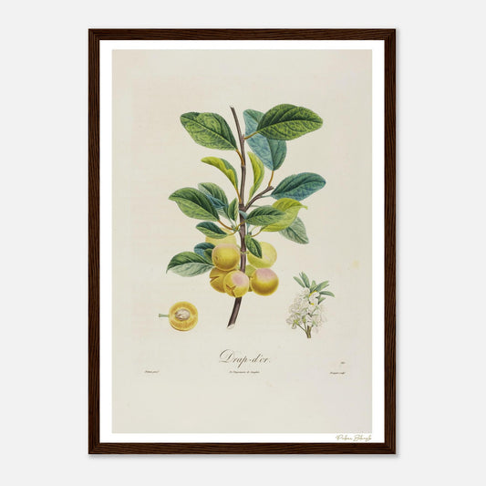 Affiche Botanique Prune Drap d'or - format A3, cadre bois