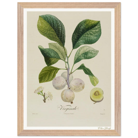 Affiche Botanique Prune Virginale - 30x40cm, cadre bois premium