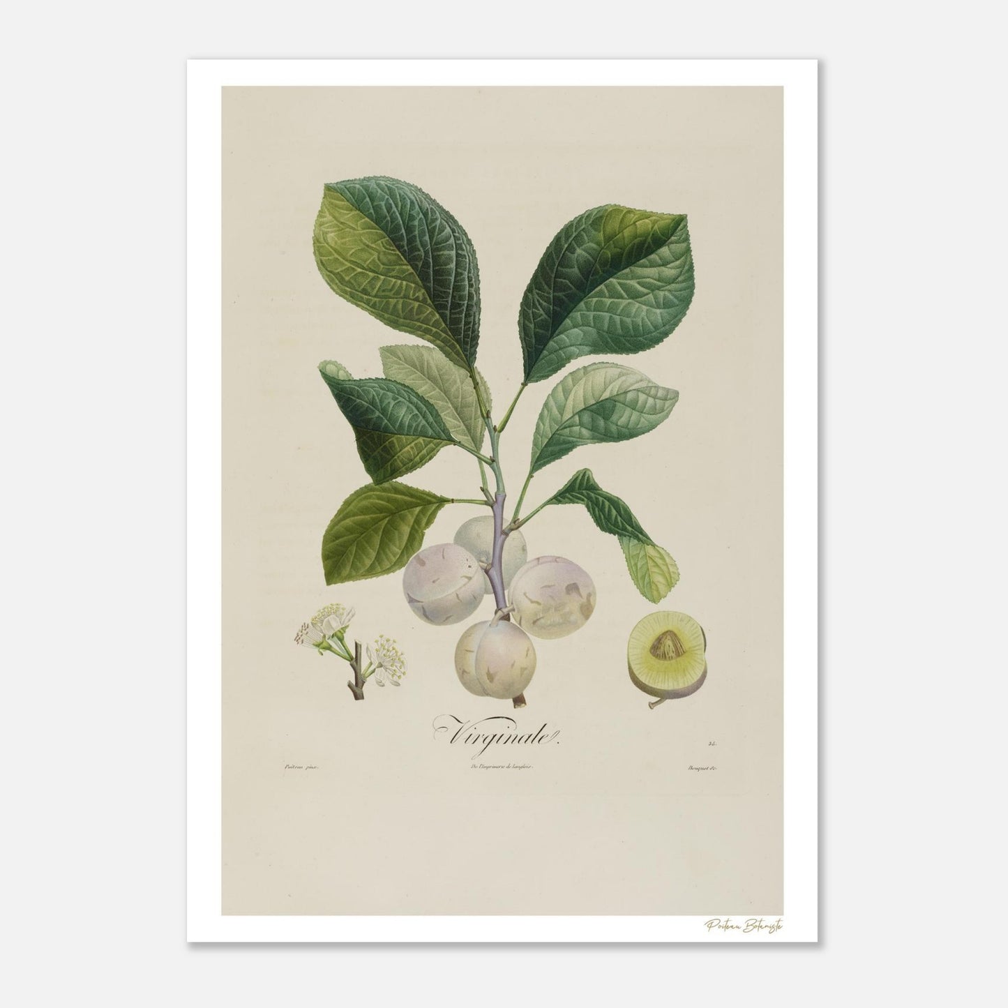 Planche botanique Fine Art 50×70cm. Prune Virginale de Poiteau, fruit rare à la robe vert jaunâtre. Impression giclée 12 couleurs.
