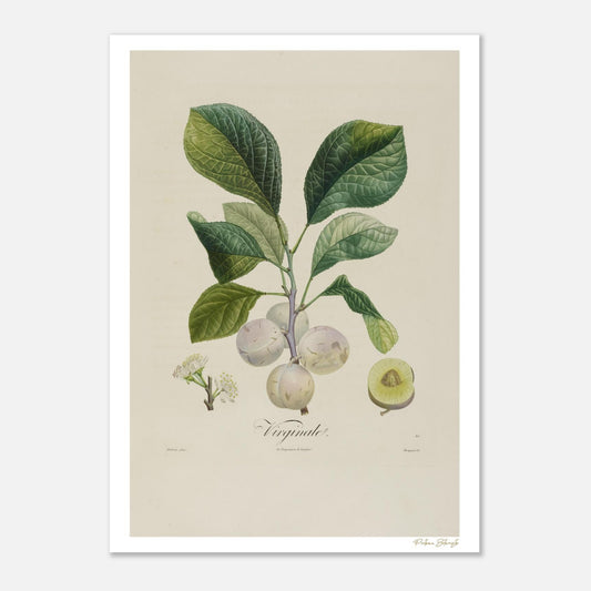 Planche botanique Fine Art 50×70cm. Prune Virginale de Poiteau, fruit rare à la robe vert jaunâtre. Impression giclée 12 couleurs.
