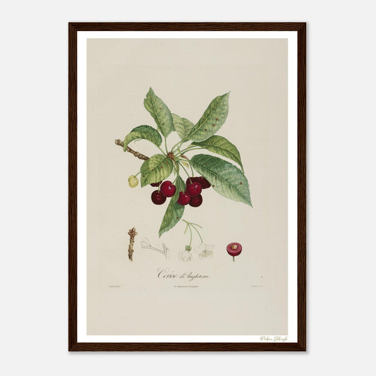 Affiche Botanique Cerise d'Angleterre - format A3, cadre bois